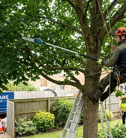 Crown lifting tree surgery service by GX Tree Care in Gerrards Cross