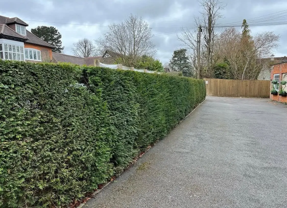 Hedge trimming and driveway clearance service in South Bucks