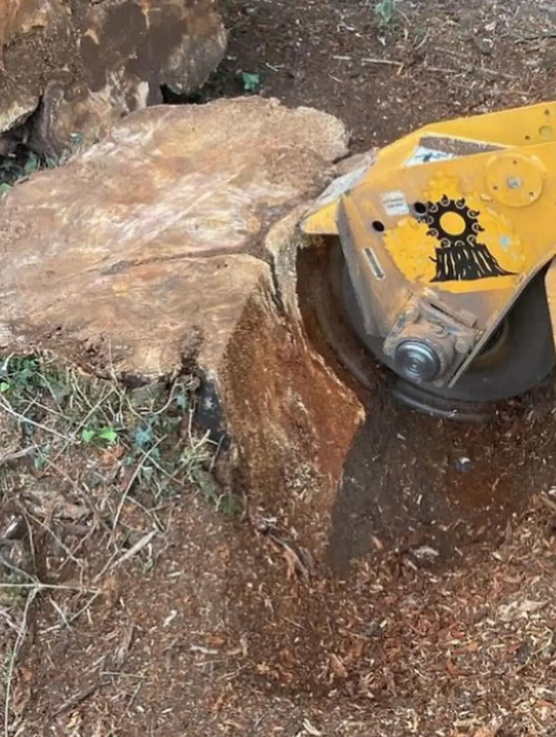 Stump grinding service by GX Tree Care in South Bucks