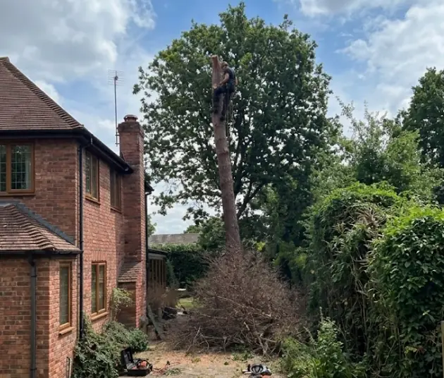 Tree felling service by GX Tree Care in Gerrards Cross