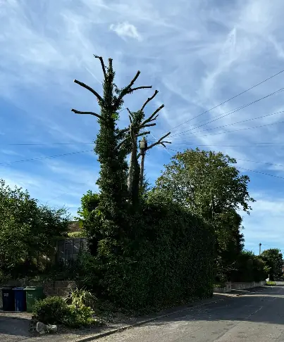 Tree pollarding service by GX Tree Care in South Bucks